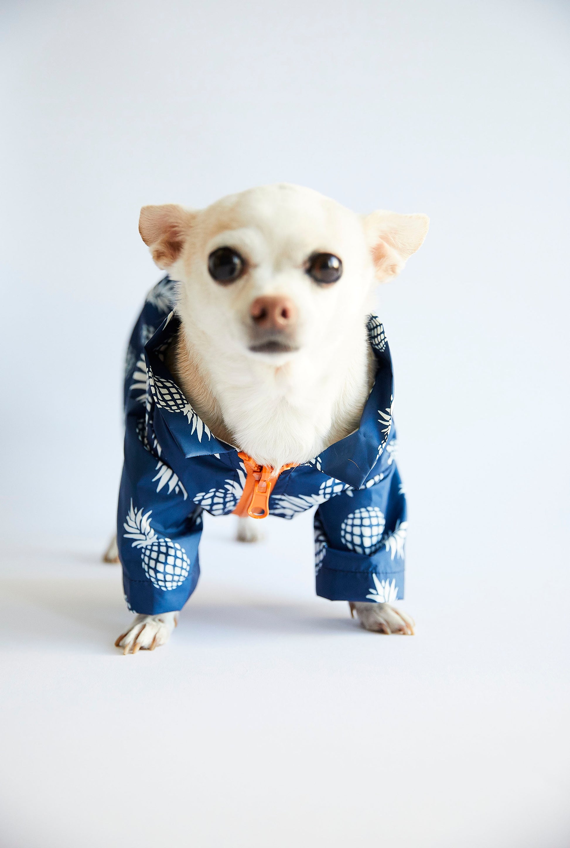 Dog raincoat Blue Pineapple                                          .